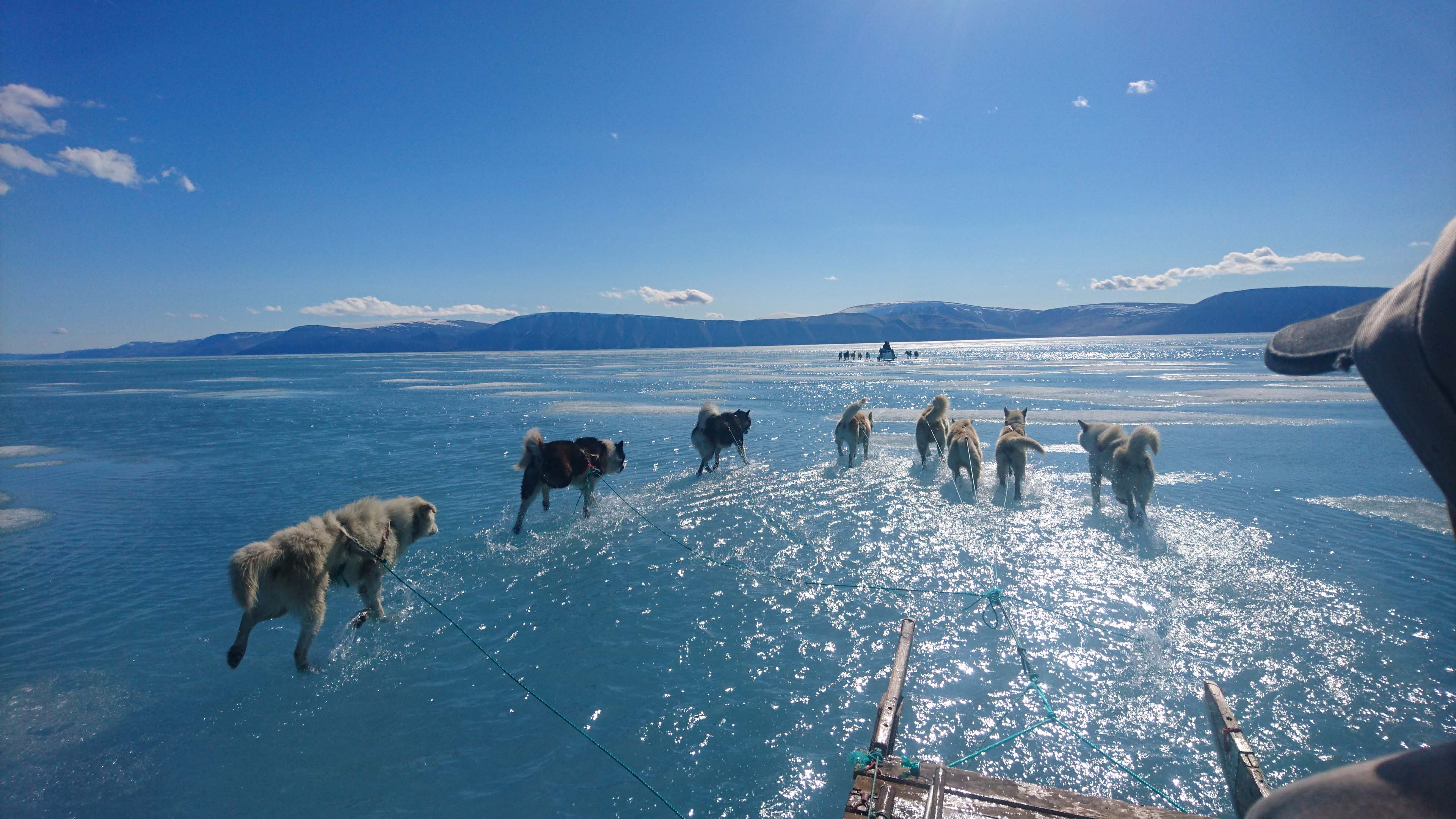 Steffen M Olsen med Slædehunde i smeltevand - Quanaaq