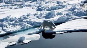 Isbjørn der vandrer på isflager