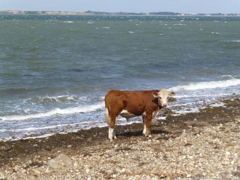 Ko på strand
